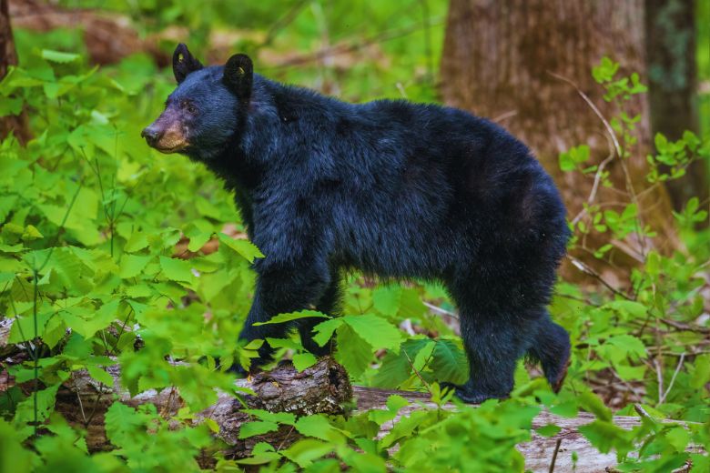 The Best Time to Spot Bears in Gatlinburg: A Month-by-Month Guide